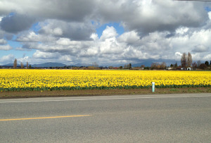 Field of Daffodils www.soggystamper.com