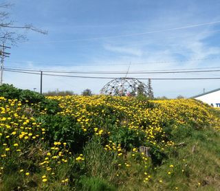 Dandelions