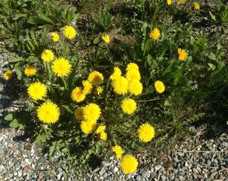 Dandelions 2